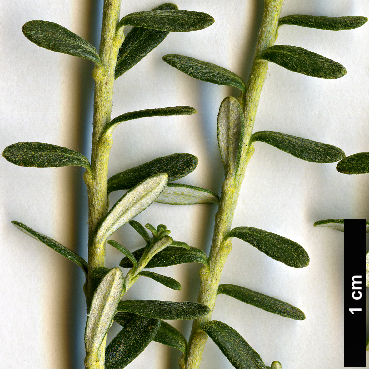 High resolution image: Family: Asteraceae - Genus: Ozothamnus - Taxon: leptophyllus - SpeciesSub: Albidus Group